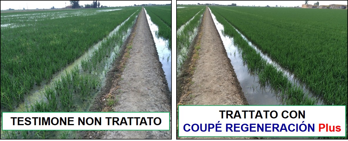 Comparazione delle piante di riso trattate con COUPE REGENERACION Plus e testimone